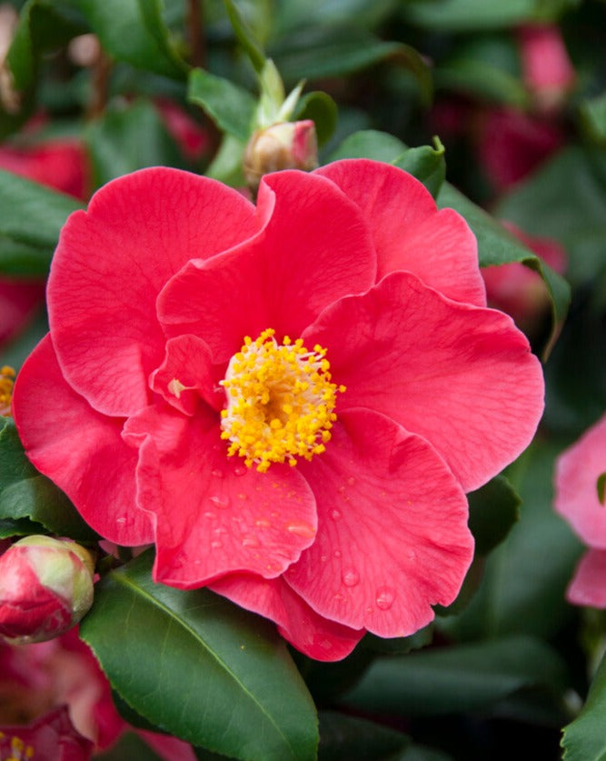 Camellia Bushes