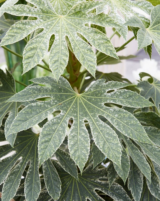 Spider's Web Fatsia