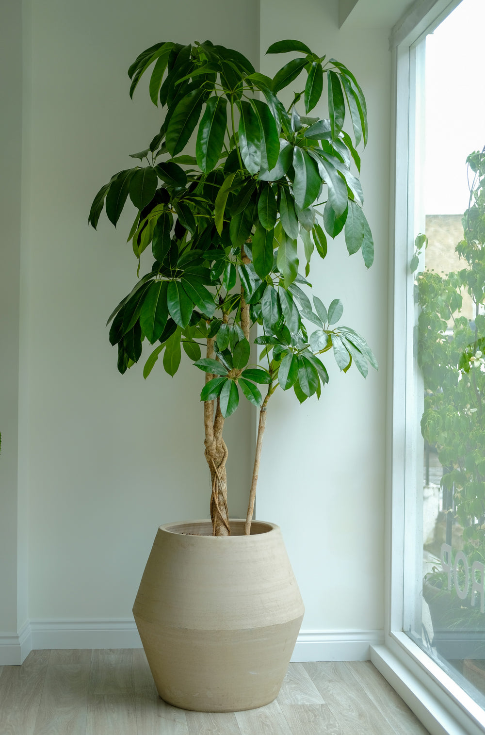 Australian umbrella bush, Schefflera actinophylla 'Amate', with glossy paddle leaves — Plant Drop