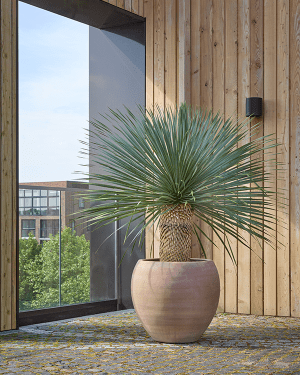 Potted plant in front of a modern building with large glass windows