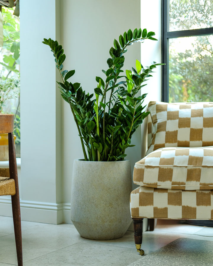 Zz Plant