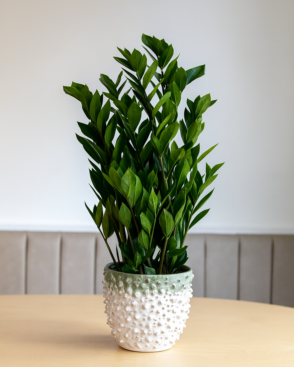 Potted plant with green leaves in a textured white pot on a light surface.