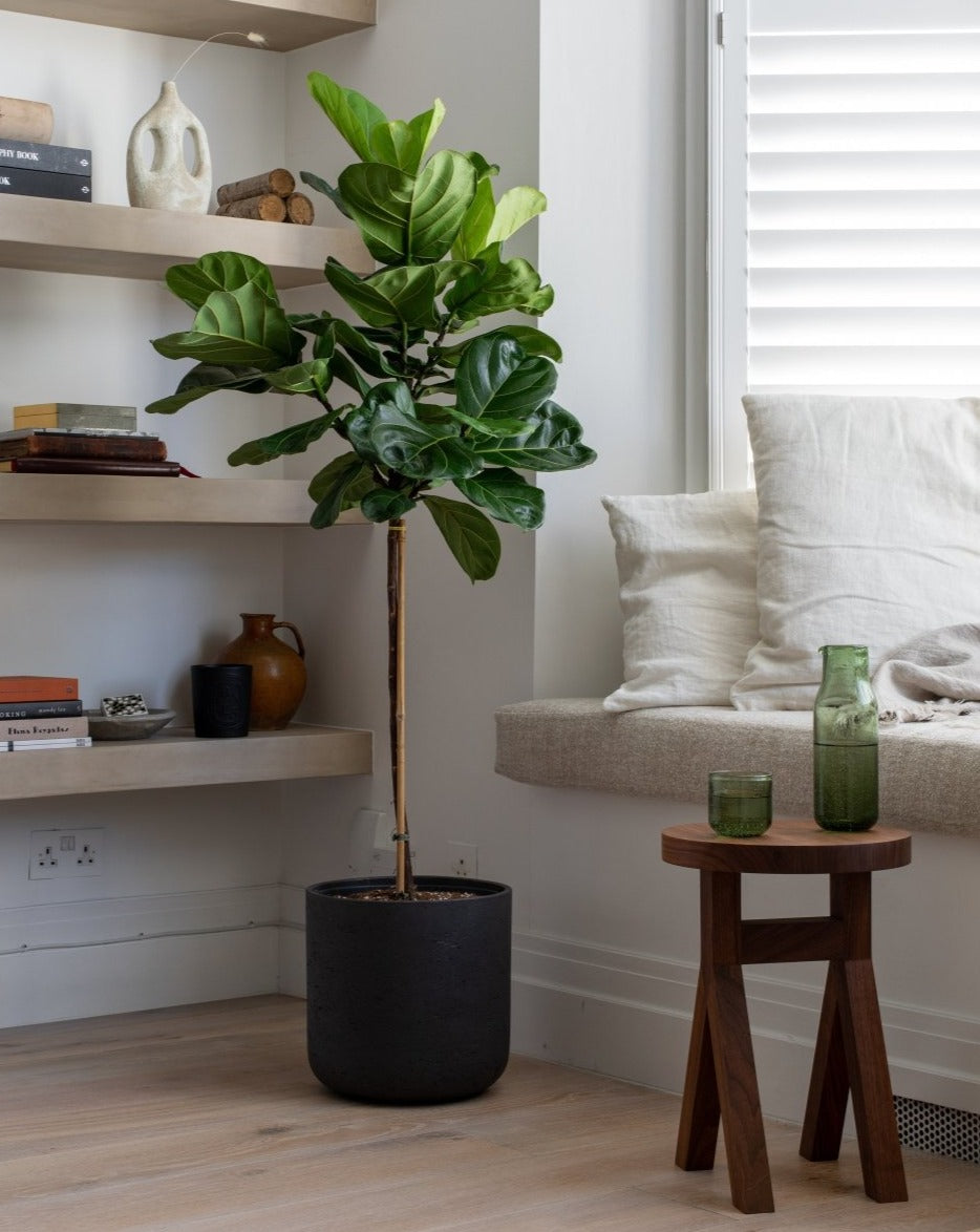 Thin Stem Fiddle-Leaf Fig Tree