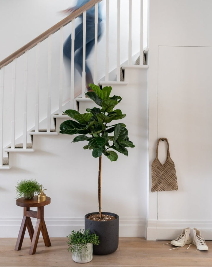 Thin Stem Fiddle-Leaf Fig Tree