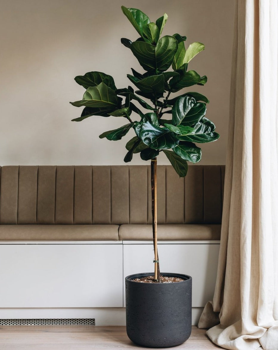 fiddle leaf fig tall and skinny Thin Stem Fiddle-Leaf Fig Tree