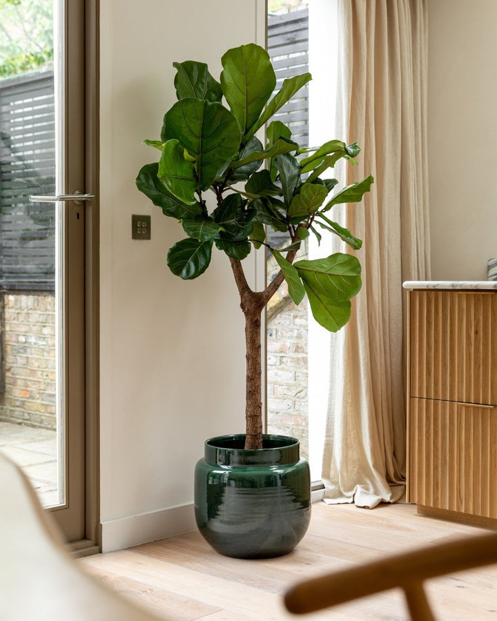 160-170cm Fiddle-Leaf Fig Tree, Ficus Lyrata - Plant Drop