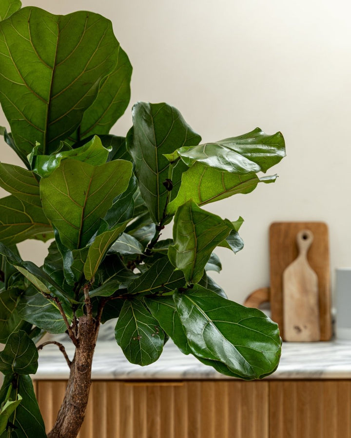 160-170cm Fiddle-Leaf Fig Tree, Ficus Lyrata - Plant Drop