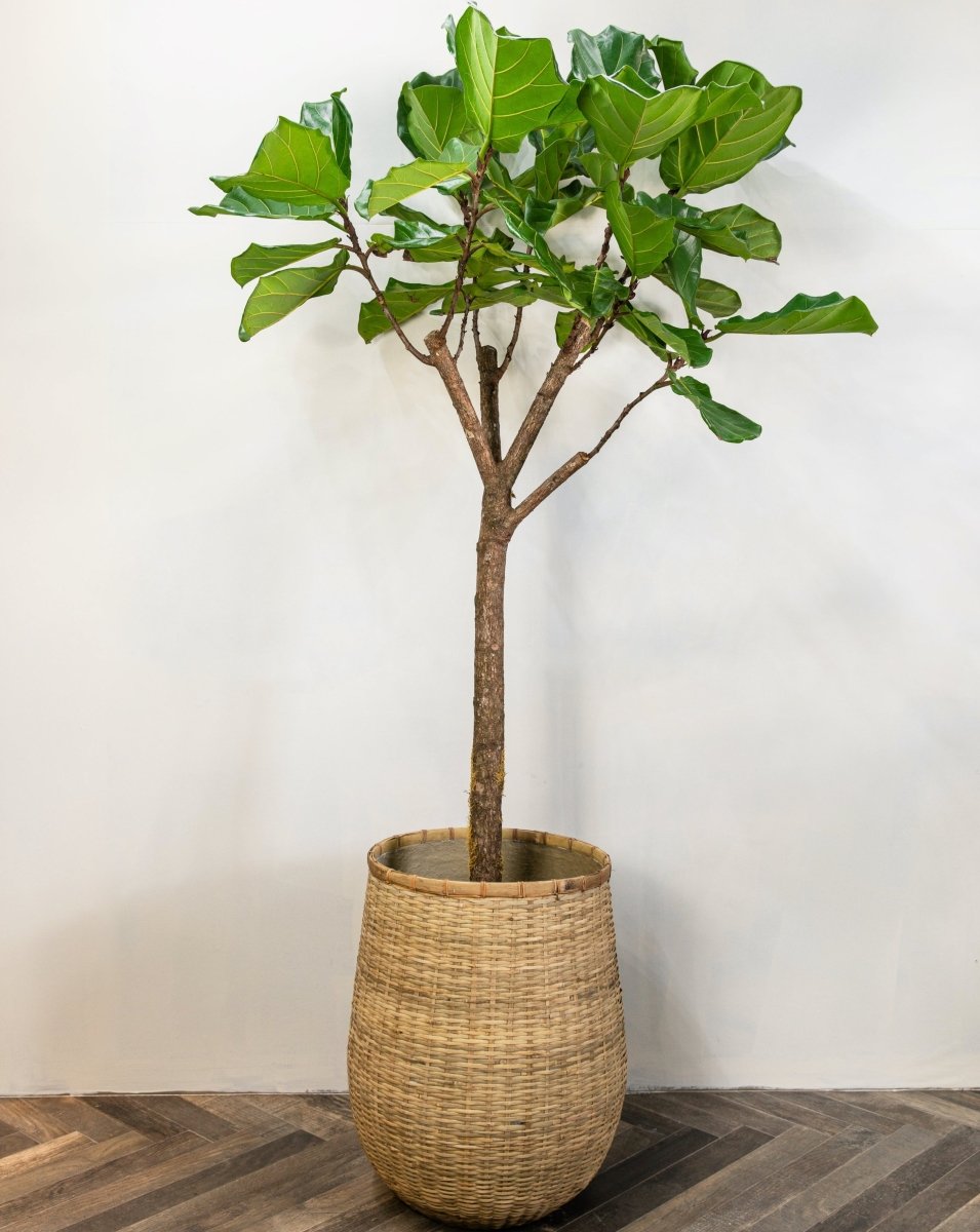 Fiddle-Leaf Fig Tree