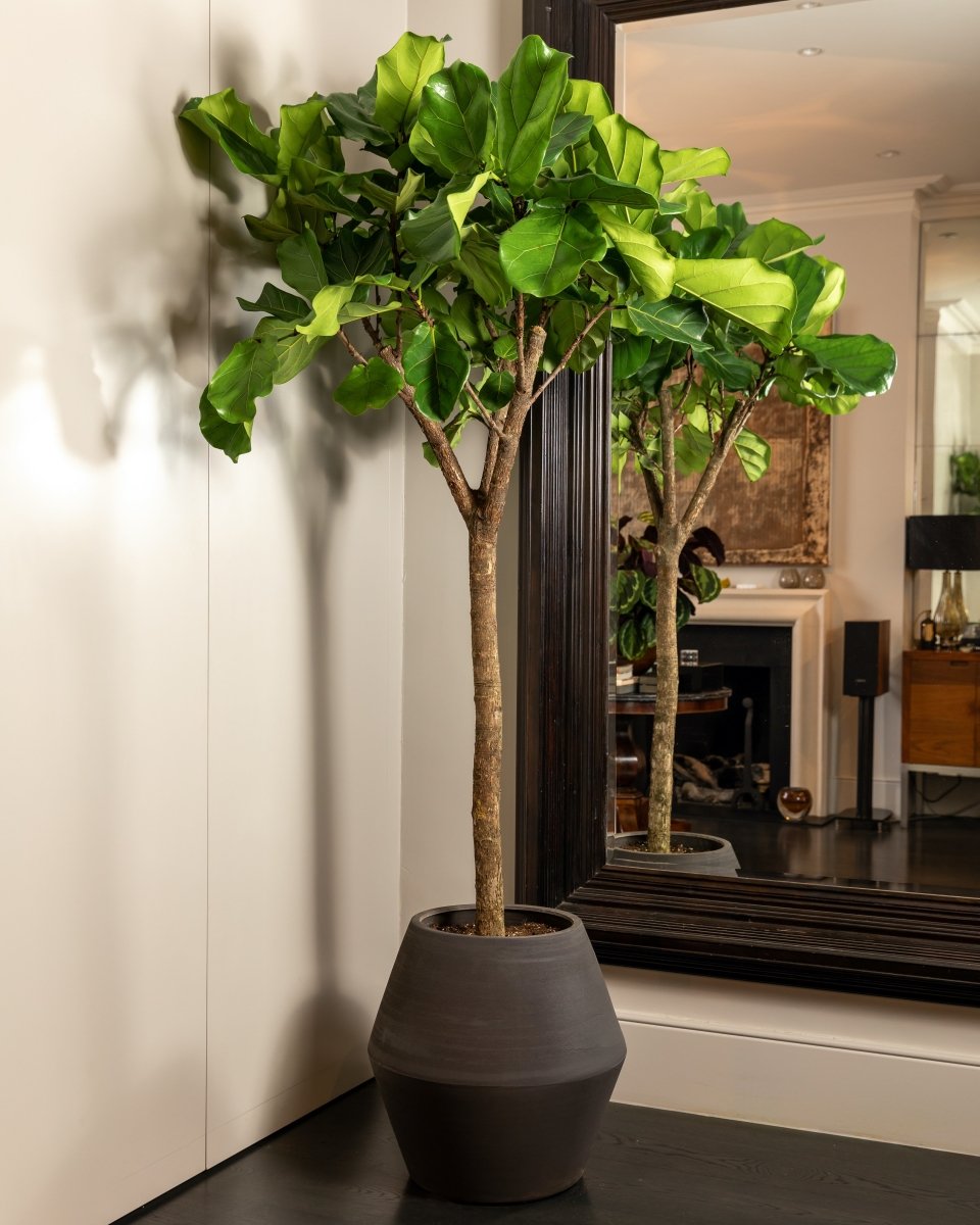 fiddle leaf fig tree ficus Fiddle-Leaf Fig Tree