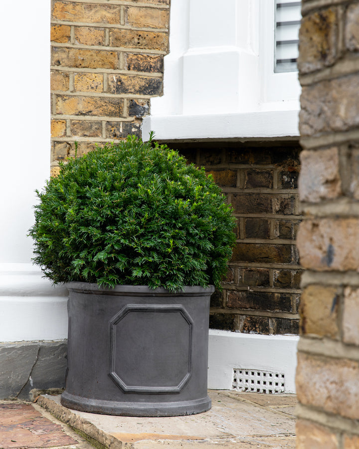 Yew Topiary Balls