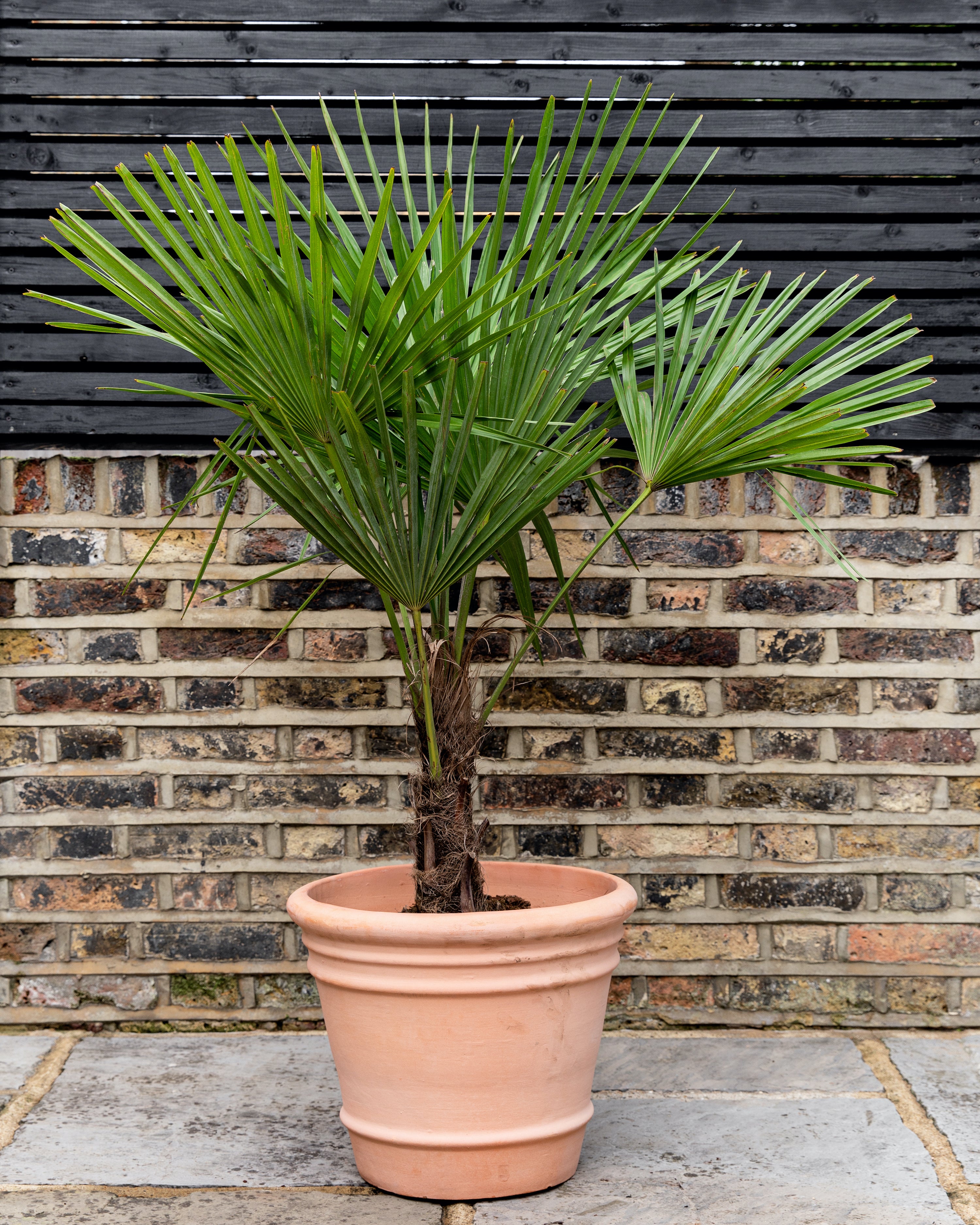 Chusan Palm