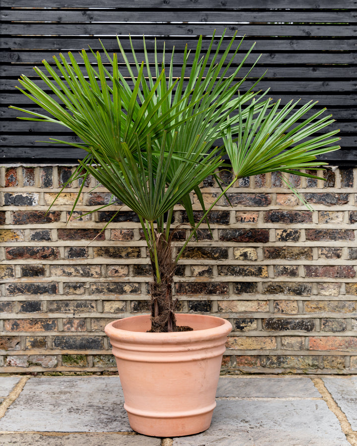 Trachycarpus Fortunei, Chusan Palm