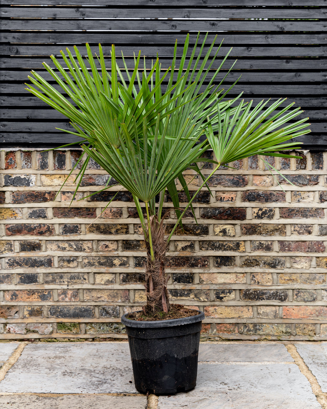 Trachycarpus Fortunei, Chusan Palm