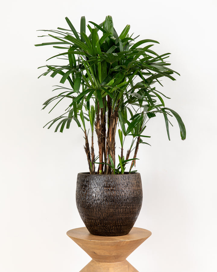 Bamboo Lady Palm