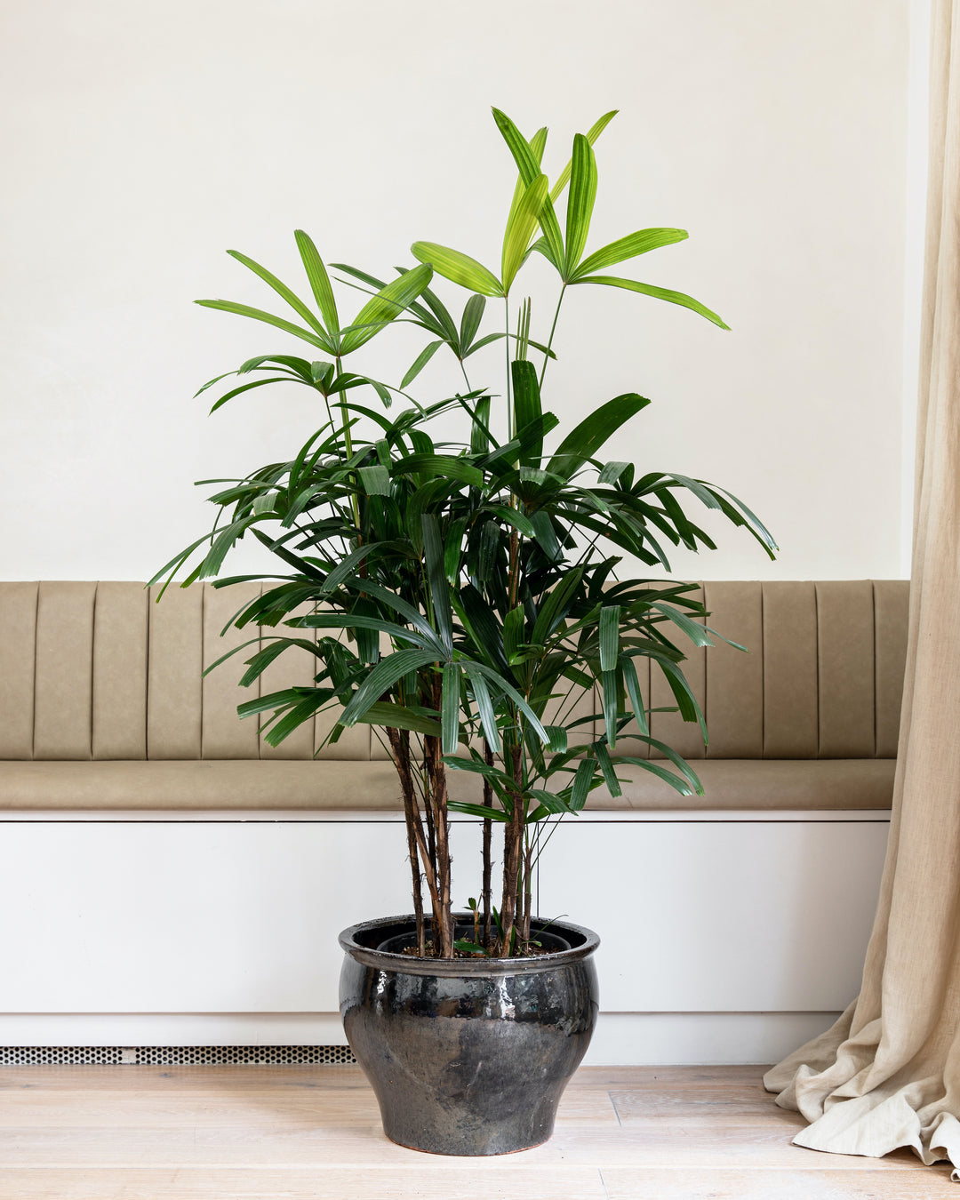 Lady Palm