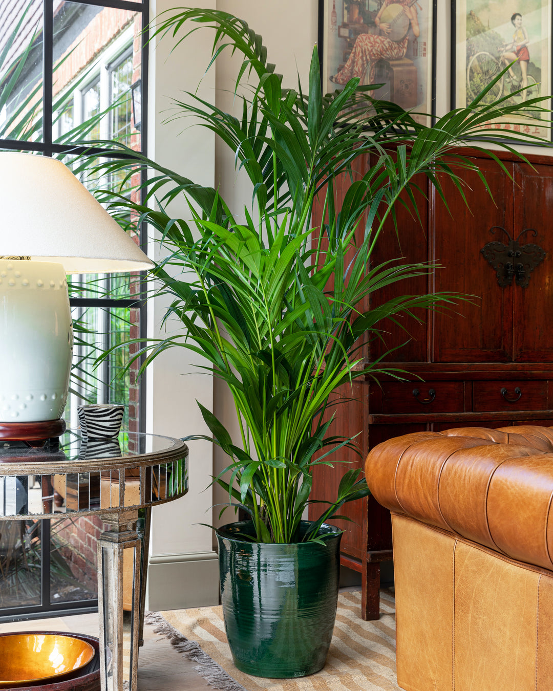 palm plants uk Kentia Palm
