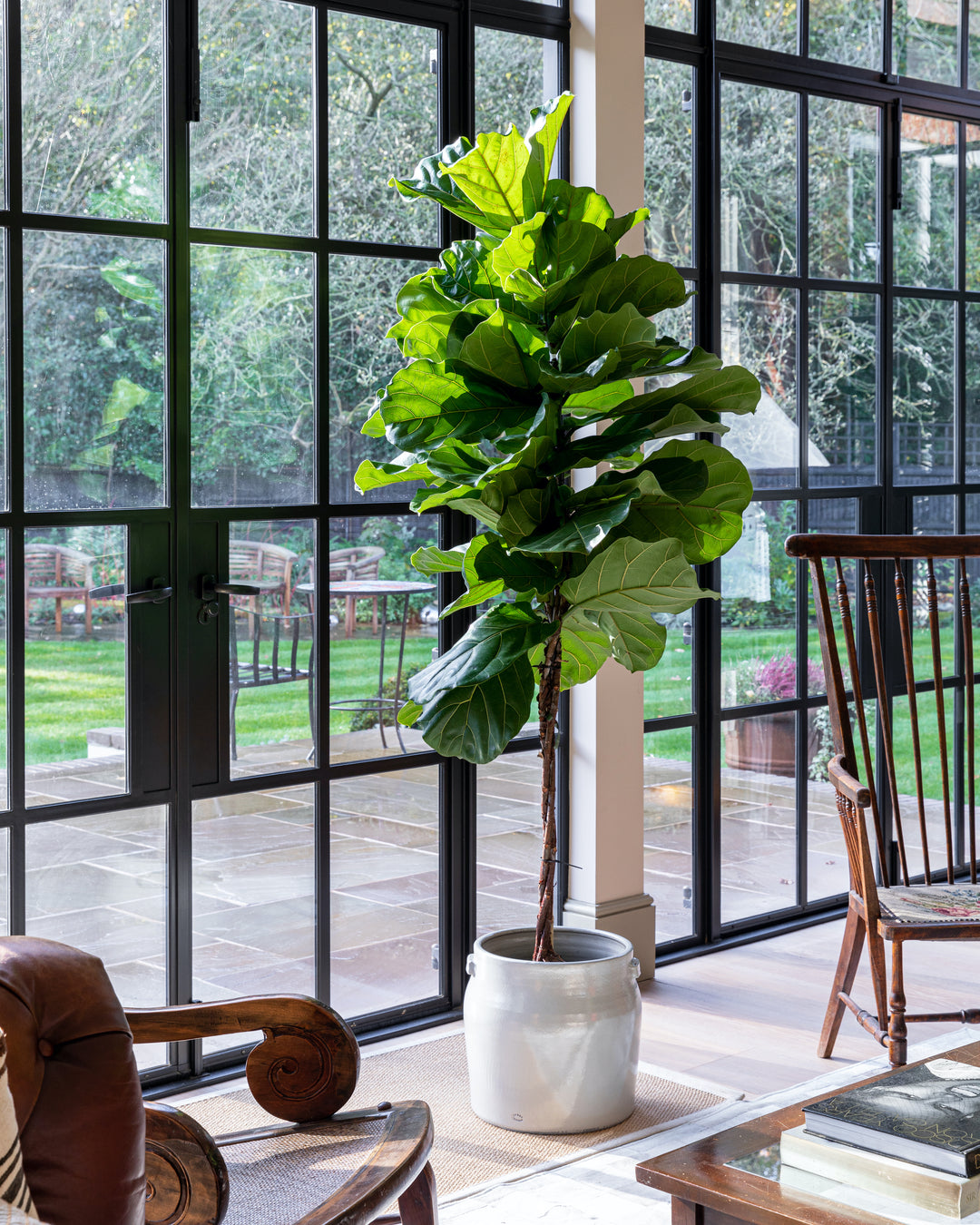 skinny fiddle leaf fig Thin Stem Fiddle-Leaf Fig Tree