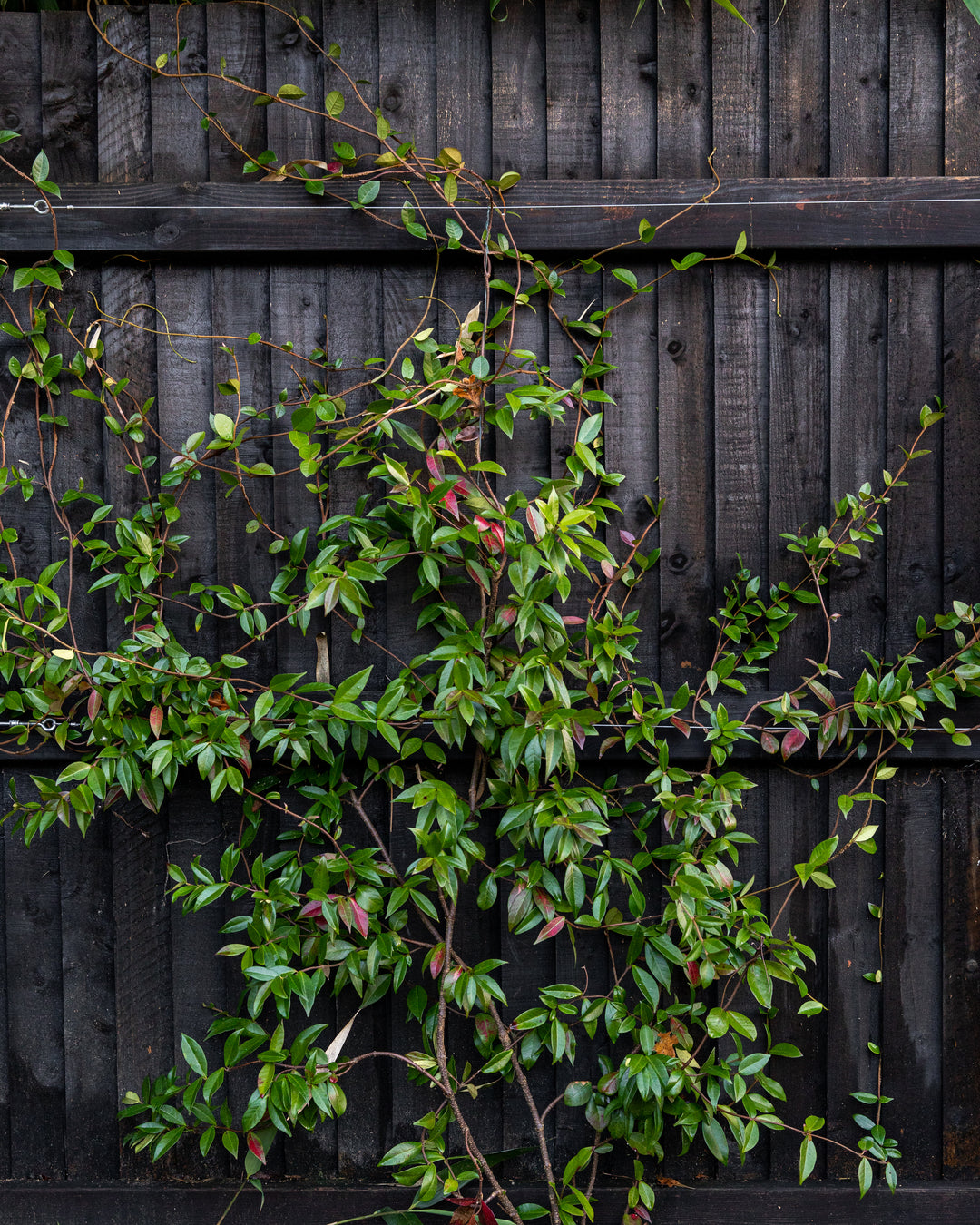 Evergreen Star Jasmine Cane