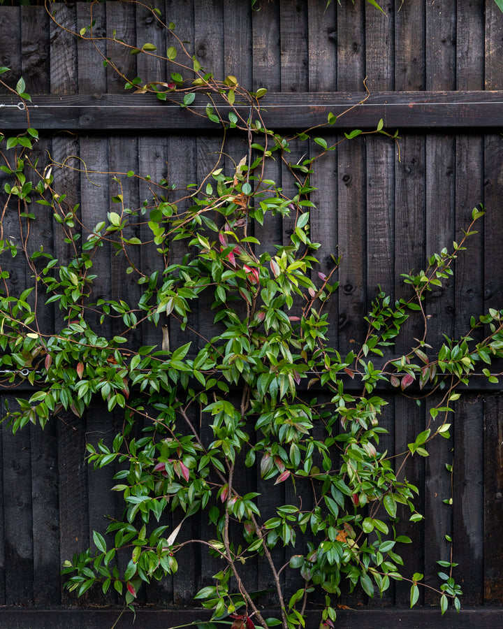 Evergreen Star Jasmine Cane