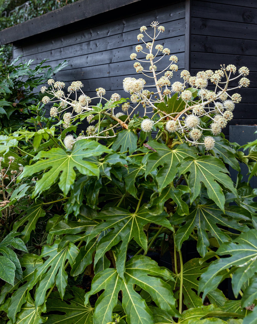 Fatsia, Japanese Aralia