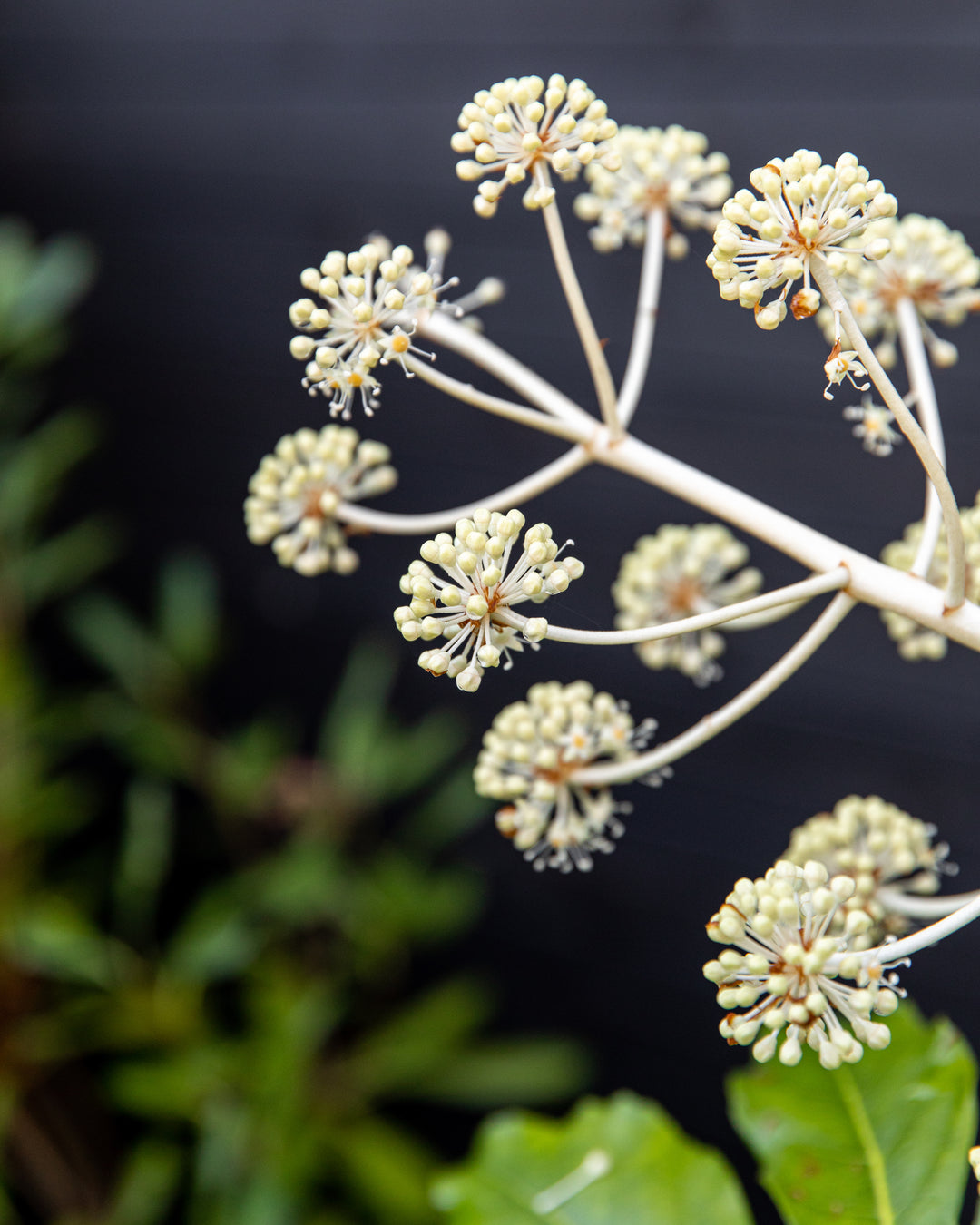 Fatsia, Japanese Aralia