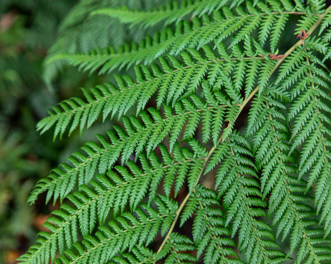 Hardy Tree Fern