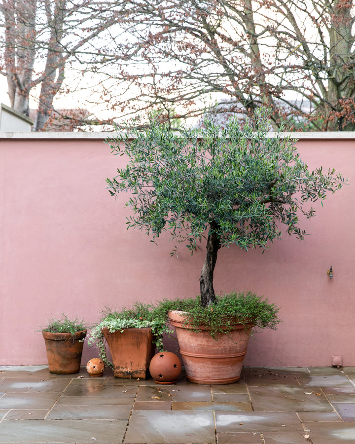 Gnarly Olive Tree