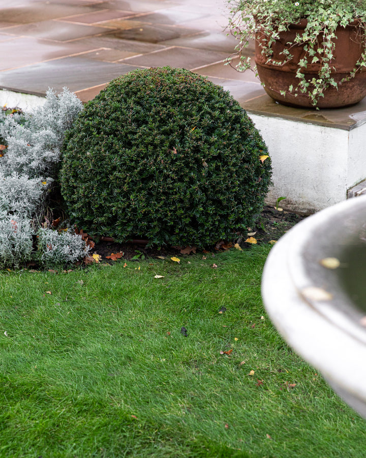 Yew Topiary Balls