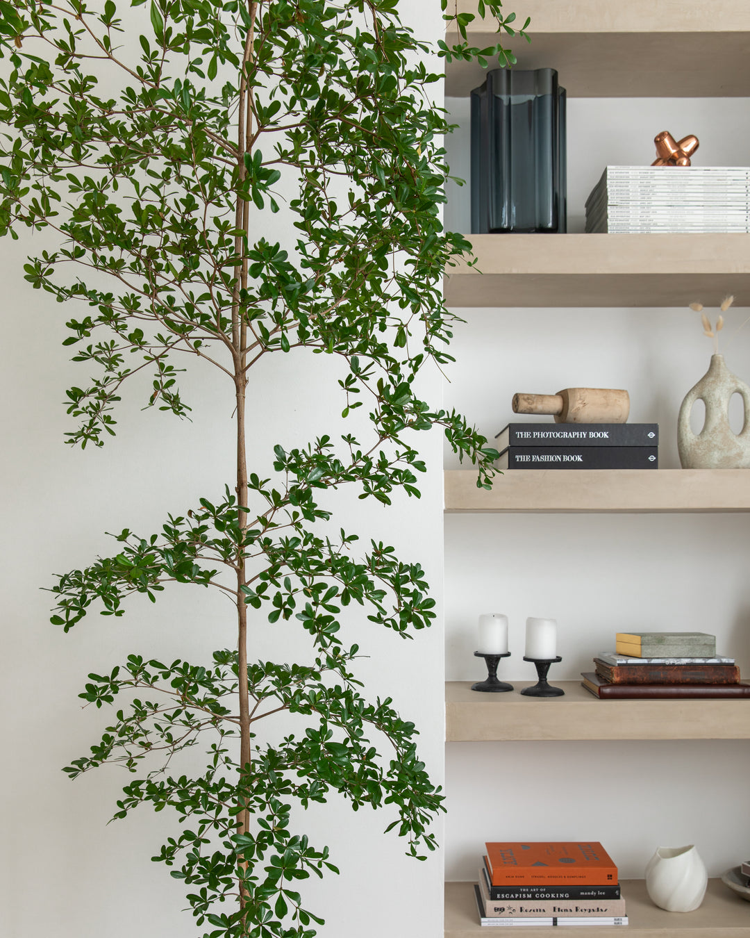 black olive plant indoor Black Olive Tree
