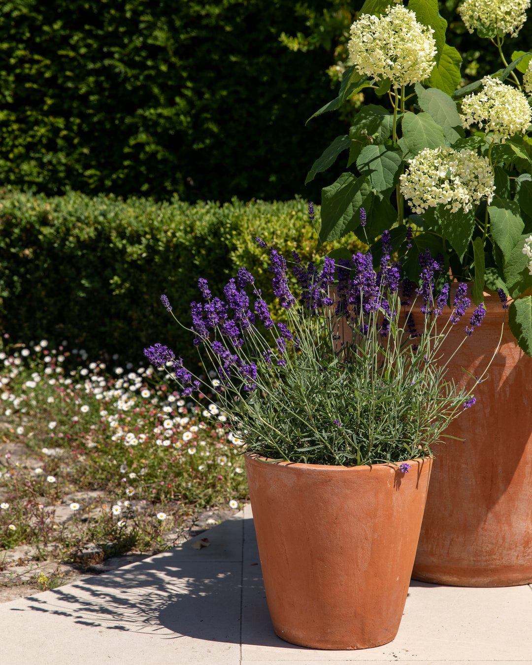 English Lavender