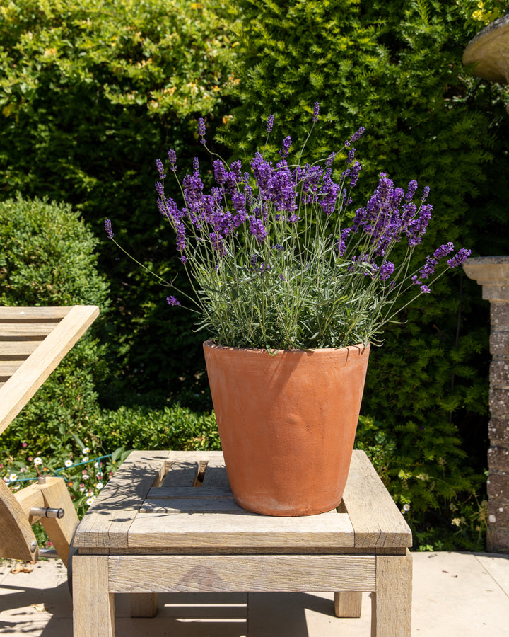 English Lavender