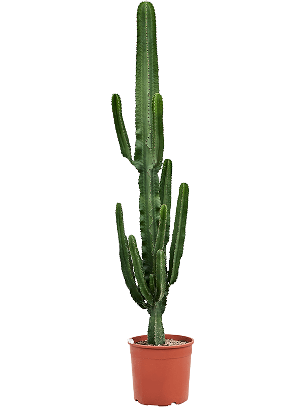 Desert Cactus