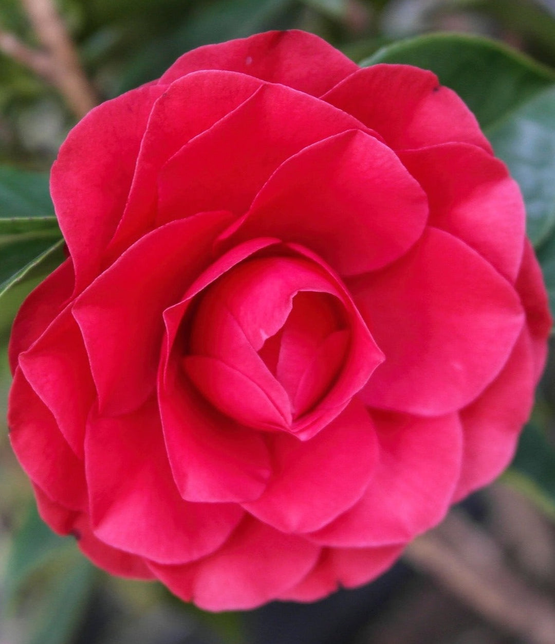 Camellia Bushes