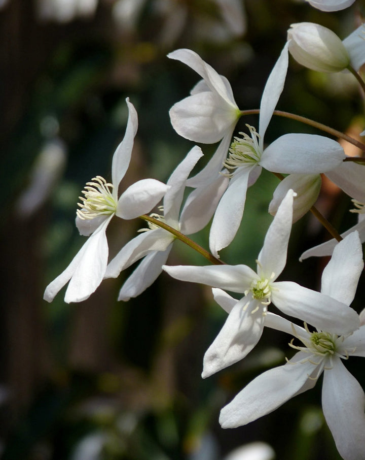 Evergreen Clematis