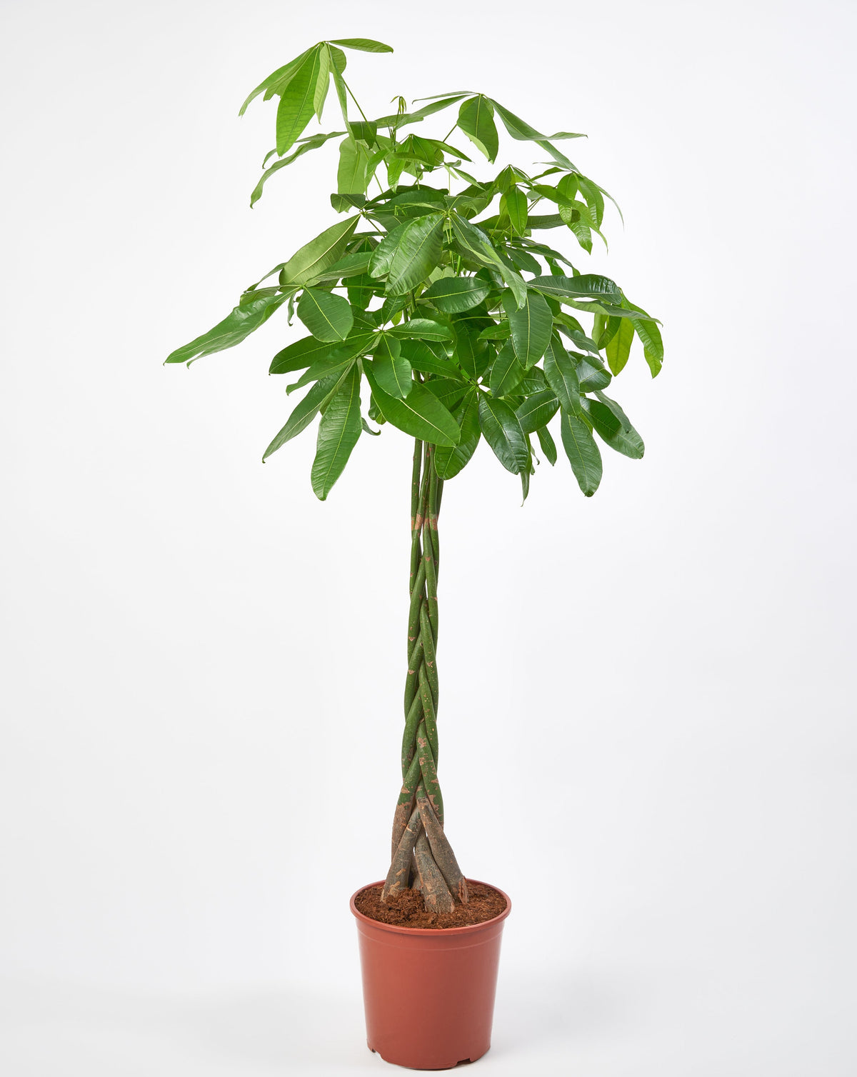 Money Tree, Pachira Aquatica Twisted Stem – Plant Drop