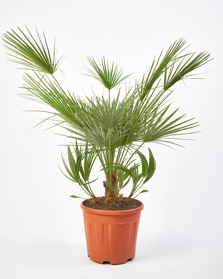 European Fan Palm