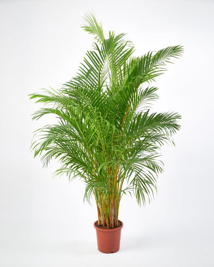 Areca Palm