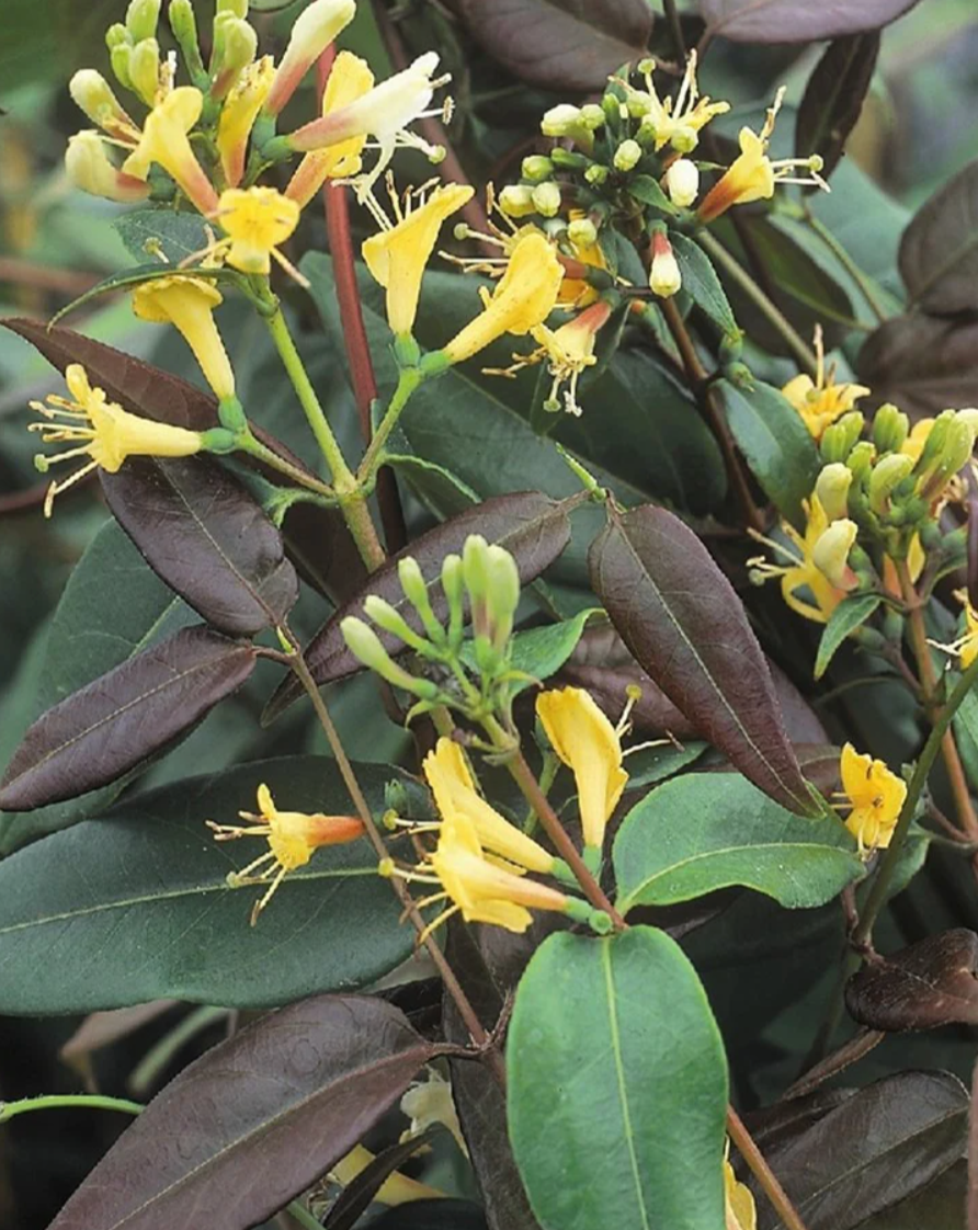 Honeysuckle