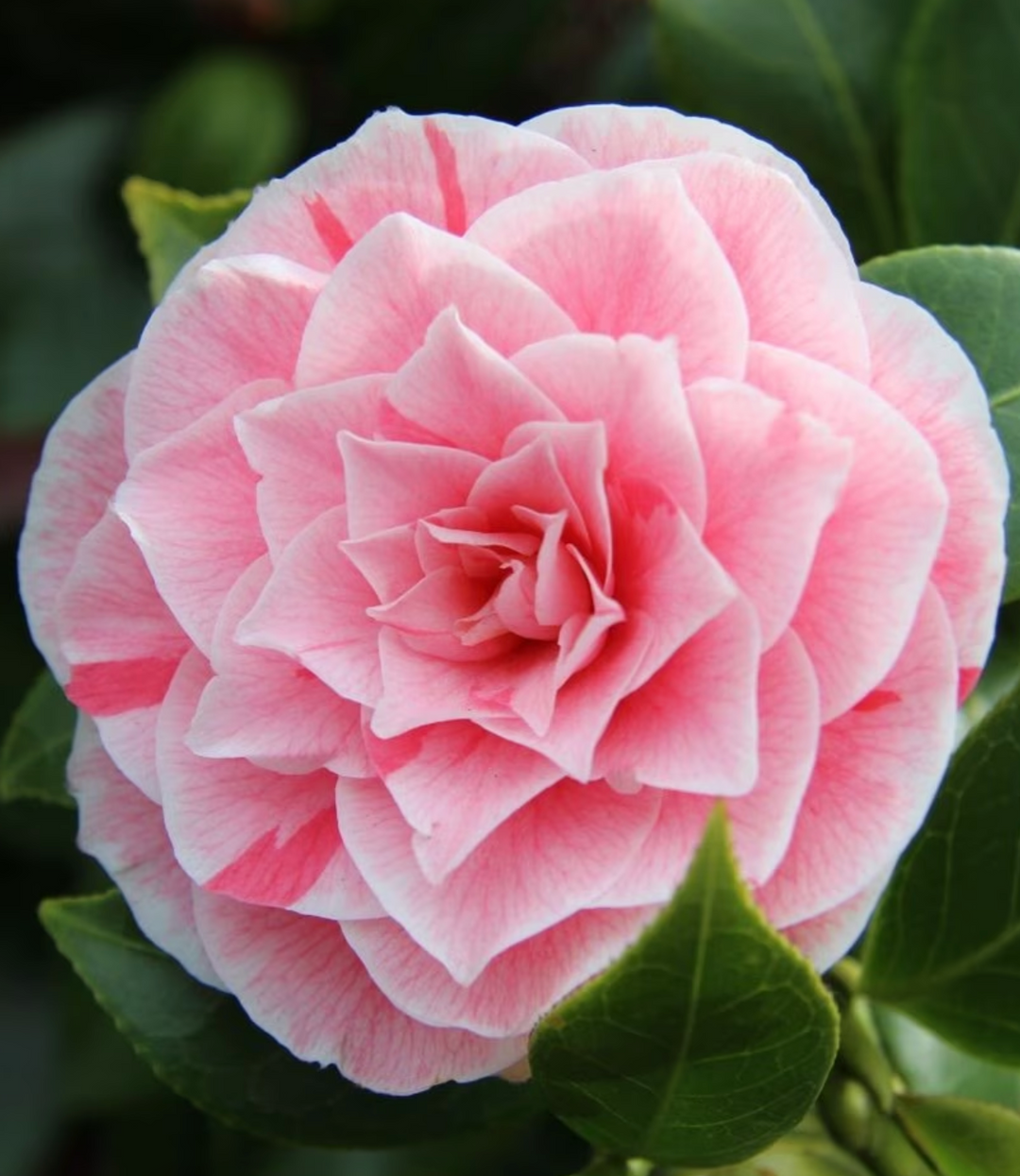 Camellia Bushes