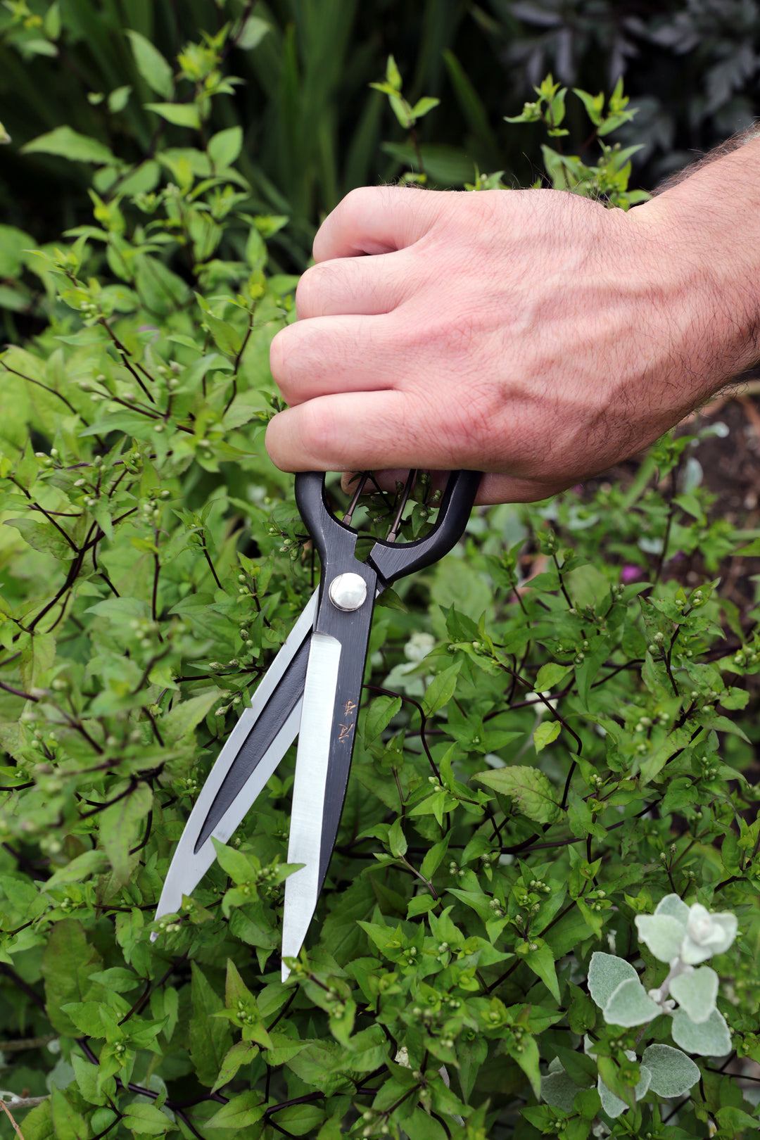 Niwaki Sentei Topiary Clippers