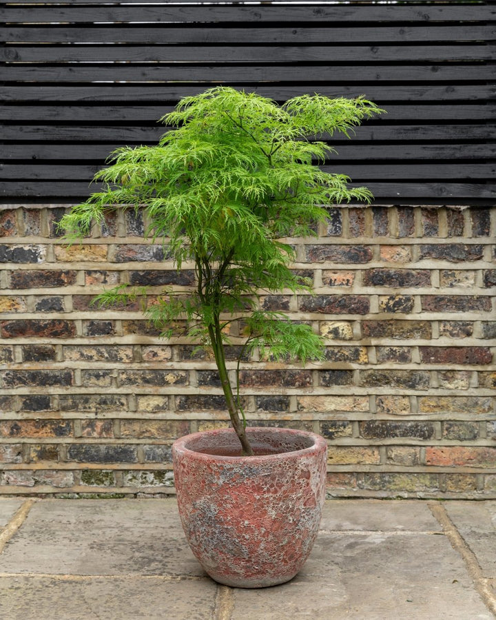 Acer Palmatum 'Dissectum Viridis' - Plant Drop