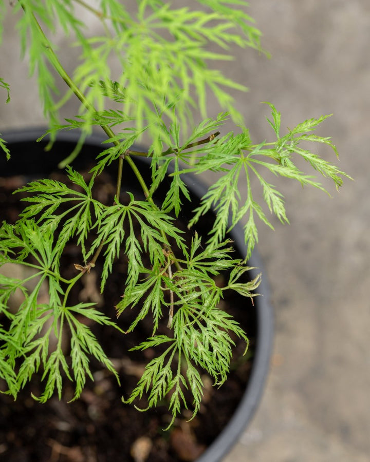 Acer Palmatum 'Dissectum Viridis' - Plant Drop