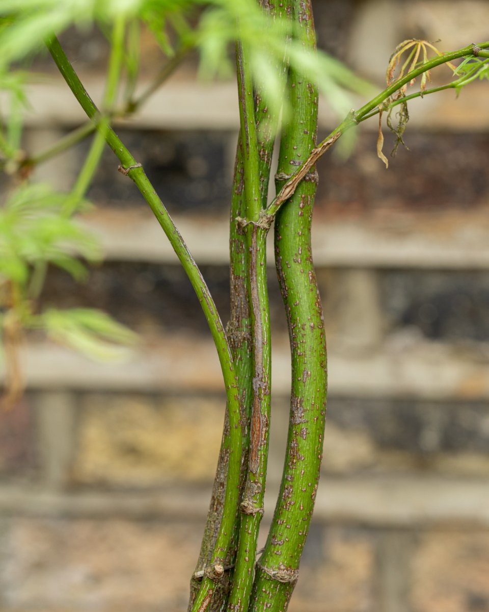 Acer Palmatum 'Dissectum Viridis' - Plant Drop