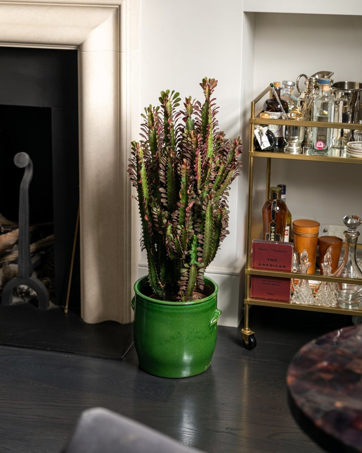 African Milk Tree, Euphorbia Trigona 'Rubra' - Plant Drop