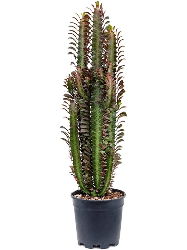 African Milk Tree, Euphorbia Trigona 'Rubra' - Plant Drop