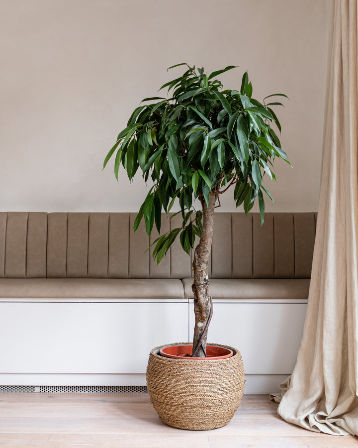 Amstel King fig foliage, detail