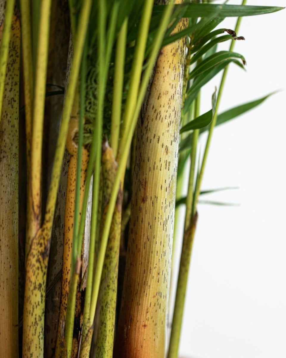 areca palm brown spots on stems Areca Palm, Dypsis Lutescens – Plant Drop