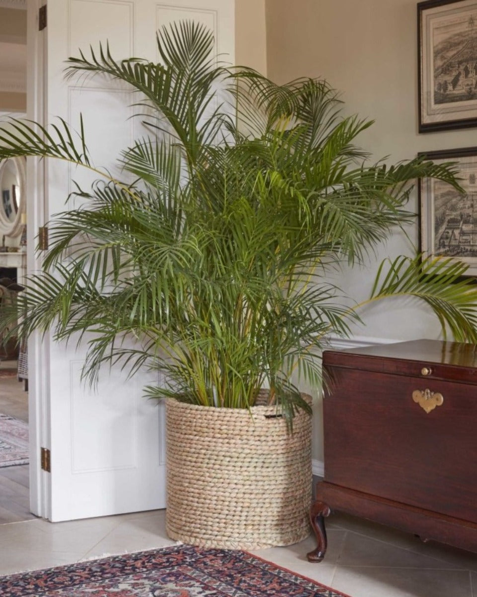 Areca Palms, Dypsis Lutescens - Plant Drop