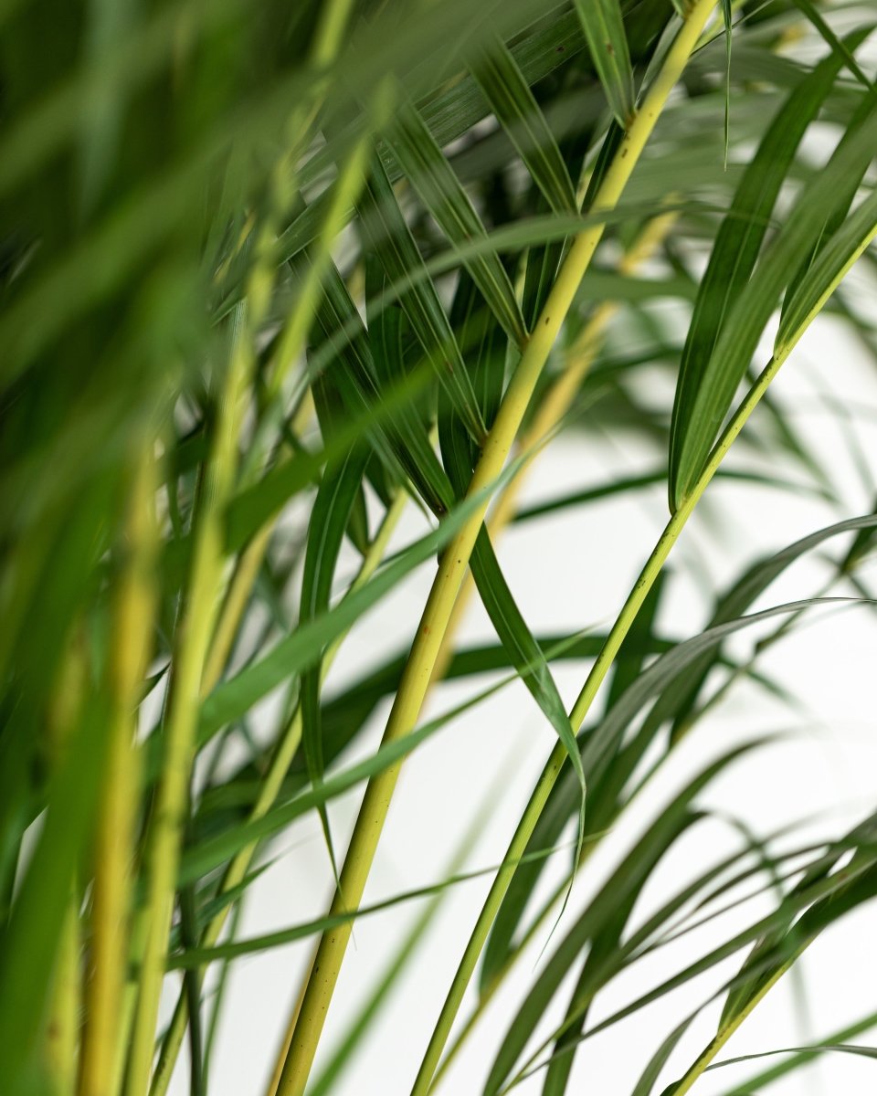 Areca Palms, Dypsis Lutescens - Plant Drop