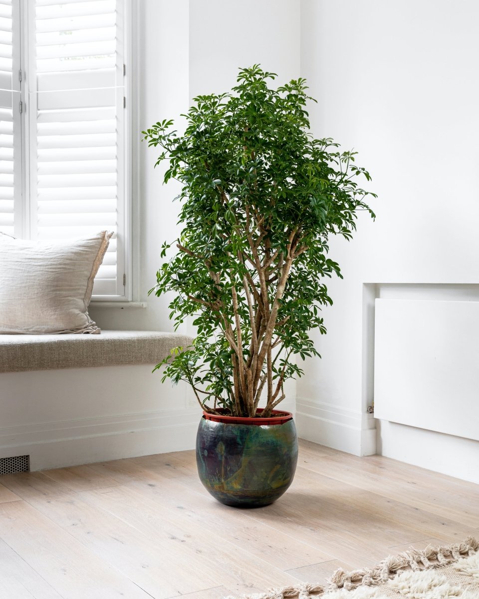 Australian Umbrella Plant, Schefflera Luseana - Plant Drop